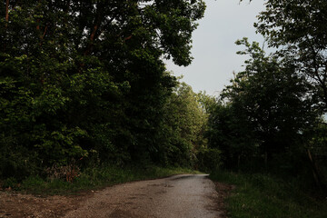 Fototapeta premium Narrow forest road with overhanging trees and wet surface after rain. Serbian village in spring season.