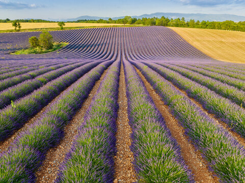 Vue a&eacute;rienne sur un champ de lavande en floraison &agrave; Valensole