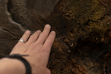 A gentle hand extends outward to touch the textured surface of a robust tree trunk, showcasing the intricate details of the bark and the beauty of natural wood found in nature