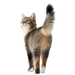 Charming Cat Standing with Captivating Gaze, png element with transparency