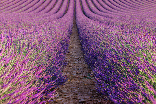 Champ de lavande en floraison