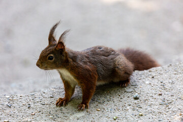 Small squirrel in a park