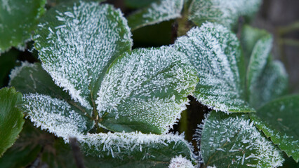 Close-up of strawberry leaves in crystalline ice needles.