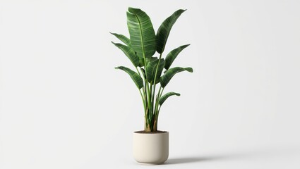 Elegant Bird of Paradise Plant in a Potted Design