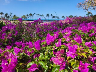 Naklejka premium a serene tropical landscape, ocean view, palm trees, lush greenery and distant mountains frame the scene, adding depth and contrast. The shoreline is lined with volcanic black rock