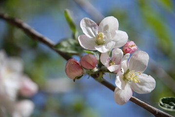 Obraz premium apple tree blossom