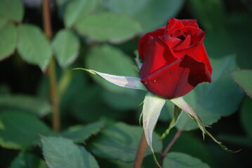 single red rose