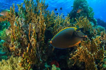 Exotic fish with black color and yellow strips walks in the reef of the fire coral.