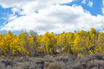 Fototapeta premium June Lake Aspens