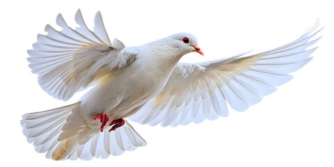 Fototapeta premium A single white dove in flight, a symbol of peace and freedom, isolated on a white background