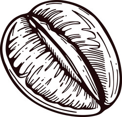 Hand drawn coffee bean illustration with vintage engraved and detailed texture on white background