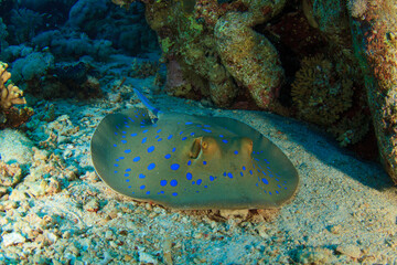 a spotted manta ray with blue dots, lying on the bottom of the reef.