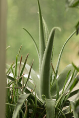 The Aloe vera plant, with its succulent leaves, thrives in sunlight, highlighting the essence of indoor gardening and the importance of careful plant care and maintenance