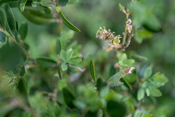 The male part of a boxwood flower on a tree.
