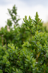 Obraz premium Fresh green leaves of boxwood on a tree. 