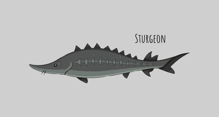 Hand Drawn Sturgeon Fish Vector Illustration.