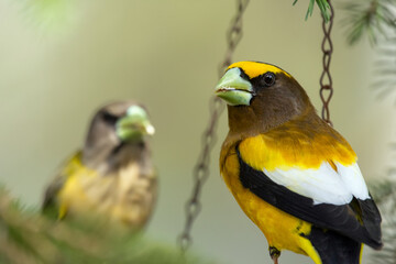 A vibrant male yellow Evening Grosbeak sitting in a feeder with a female bird on the spruce tree with green needles in spring backyard garden.