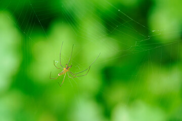 A reed mandible spider on a spider web.
