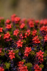 Blooming Red Tajinaste (Echium wildpretii) in Teide National Park at Sunset