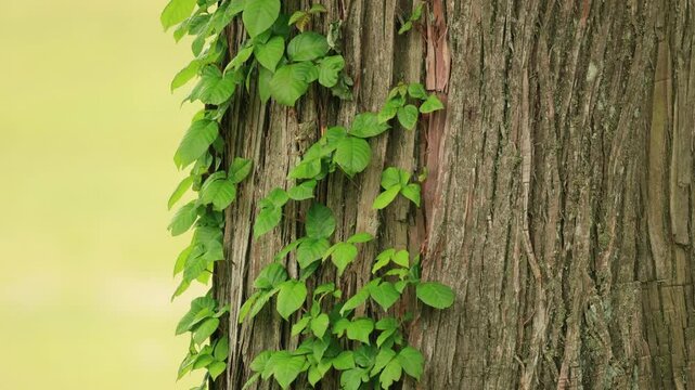 風に揺れる大きな木に寄生する植物の葉