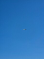 A seagull soars high in the sky. Sunny day. Summer.