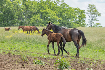 A Thoroughbred mare and foal trotting out to the pasture.