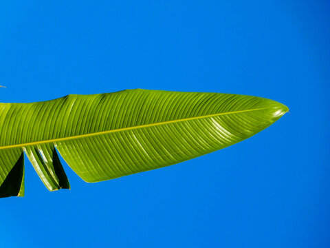 Green leaf on blue sky - Powered by Adobe