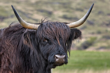 portrait of a scottish highland cattle on a pasture in scotland