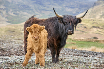 highland cattle with calf on a pasture in the scottish highlands, UK