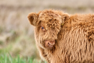 Fototapeta premium Portrait of a funny scottish highland cattle calf on a pasture in Scotland