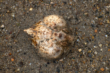 A Crab Shell in the Wet Sand 