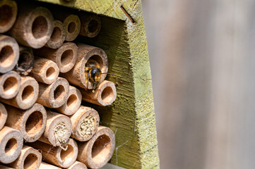 Solitary bees nesting in a wooden bee hotel