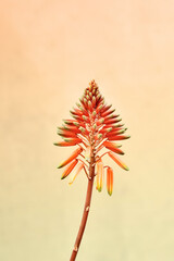 Detail of orange aloe flower