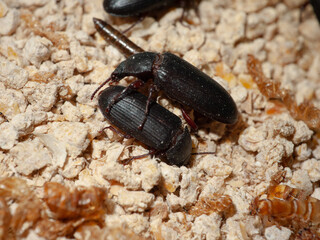 Dark beetles crawling on dry food in a close-up view