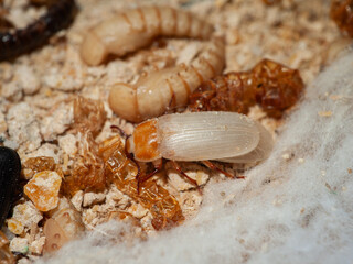 Close-up shows mealworms and pupae on substrate.