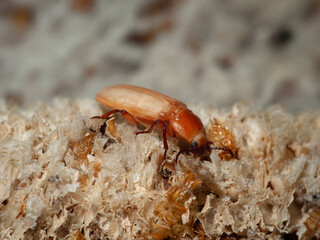 Close-up of a shiny brown beetle on a textured surface.