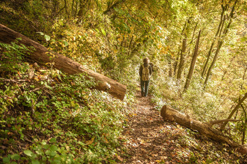 Wanderweg im herbstlichen Wald mit gefälltem Baum und unkenntlicher Wanderin mit Rucksack von...