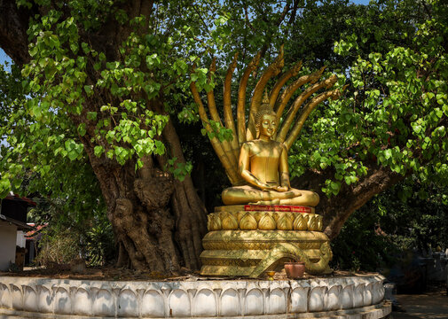 Luang Prabang, Laos - March 08, 2025: Golden Buddha statue with naga king under an old bodhi tree (sacred fig) at Wat Wisunarat temple gardens. 
