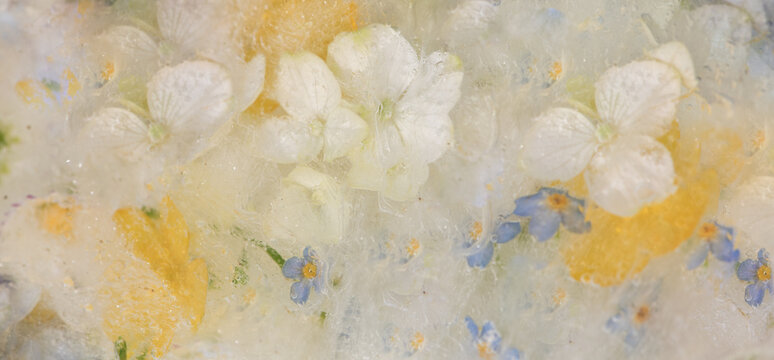 dreamy abstract floral background with white wild roses, hortensia, yellow lily and blue forget-me-not flowers frozen in milk and water in watercolor style - Powered by Adobe
