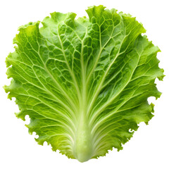 Lettuce Leaf Isolated on Transparent Background