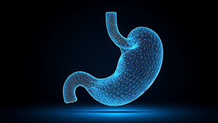 Digital Representation of the Human Stomach. Glowing blue wireframe of a human stomach organ