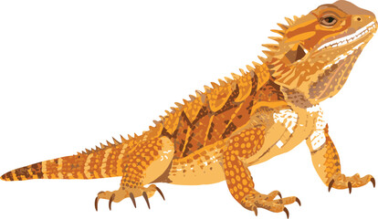 Bearded Dragon Lizard .  Detailed Vector Illustration of Reptile in Natural Colors