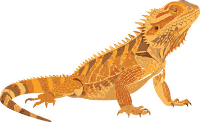 Bearded Dragon Lizard .  Detailed Vector Illustration of Reptile in Natural Colors