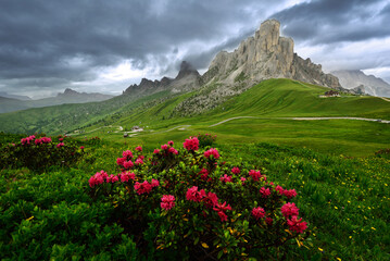 Fototapeta premium alpine meadow in the alps
