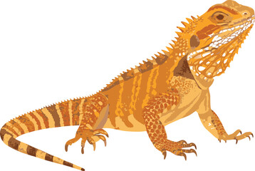 Bearded Dragon Lizard .  Detailed Vector Illustration of Reptile in Natural Colors