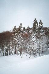 A quiet snowy hillside lined with bare beech trees under a cloudy sky in Niigata, Japan. The wintry forest and untouched snow create a peaceful and moody landscape perfect for serene nature themes.