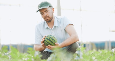 Farmer examining watermelon in greenhouse: cultivating summer delights
