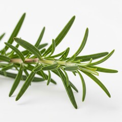 Fototapeta premium Fresh Rosemary Sprig, Culinary Herb, Aromatic, Green