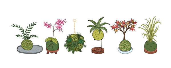 Kokedama set. Japanese moss plant succulent. Home gardening vector illustration