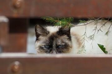 A Siamese cat peeking through a fence with blue eyes and black and white fur